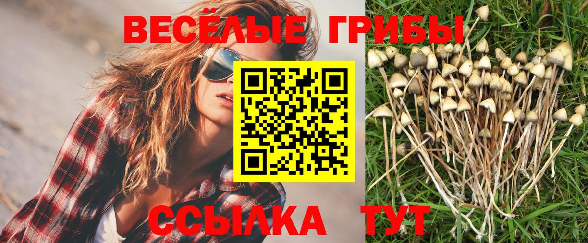 Туймазы  Галлюциногенные грибы Psilocybe  Вход с VPN 